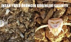 ‘İnsan Yüzlü Örümcek’ Şaşkına Çevirdi