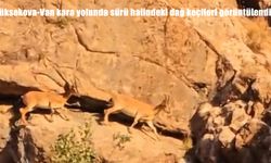 Van-Yüksekova Karayolunda Sürü Halinde Görüntülenen Dağ Keçileri Hayran Bıraktı