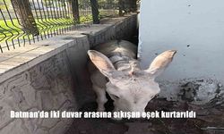 Batman’da Duvar Arasında Sıkışan Eşek Vatandaşların Çabasıyla Kurtarıldı