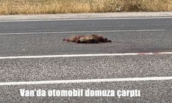 Van’da Otomobilin Çarptığı Yaban Domuzu Telef Oldu