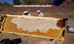 Erzincan’da Arıcılık Sektörü Canlanıyor: Kayıtlı İşletme Sayısı 1.092’ye Ulaştı