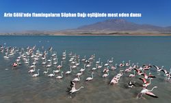 Arin Gölü’nde Süphan Dağı Eşliğinde Flamingoların Büyüleyici Dansı