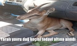 Tunceli Pertek’te Yaralı Yavru Dağ Keçisi Tedavi Altına Alındı