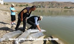 Van’daki Göllere 450 Bin Yavru Sazan Bırakıldı: 5 Yılda 4,5 Milyon Balık Su Kaynaklarına Kazandırıldı