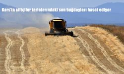 Kars’ta Çiftçiler Son Buğdayları Hasat Ediyor: Rekolte Geçen Yılın Seviyesinde