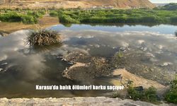 Karasu’da Balık Ölümleri Endişe Yaratıyor