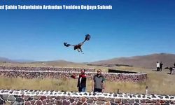 Kızıl Şahin Tedavisinin Ardından Yeniden Doğaya Salındı