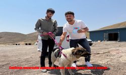 Sadık Köpek, Sanatçı Ceylan Ertem’e Emanet Edildi