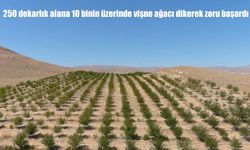 Çayırlı’da 250 Dekarlık Alana 10 Bin Vişne Ağacı Dikildi