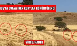 Muş’ta ovaya inen kurtlar görüntülendi