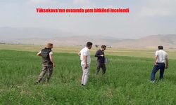 Yüksekova Ovası'nda Yem Bitkileri İncelendi: Tarımsal Kalkınmaya Destek Sürüyor