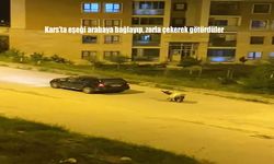 Kars'ta Eşeği Arabaya Bağlayarak Sürüklediler