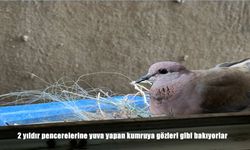Baki ailesinin 2 yıllık misafiri ‘Menisa’ kumru