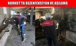 Korkut’ta şap ve şarbonla mücadele: Aşılama ve dezenfekte çalışmaları sürüyor