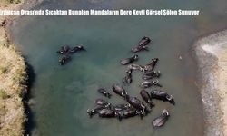 Erzincan Ovası’nda Sıcaktan Bunalan Mandaların Dere Keyfi Görsel Şölen Sunuyor