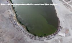 Binlerce Küçükbaş Hayvan Nemrut Kalderası’nda Görsel Şölen Oluşturdu
