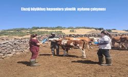 Elazığ’ın Karakoçan ilçesinde büyükbaş hayvanlara aşılama yapıldı