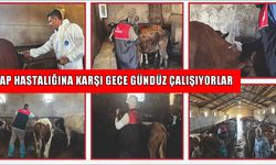 Muş'ta şapla mücadelede yoğun aşılama seferberliği sürüyor