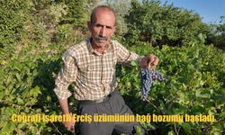 Urartulardan Günümüze: Coğrafi İşaretli Erciş Üzümünde Hasat Zamanı