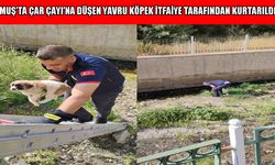 Muş'ta Çar Çayı'na düşen yavru köpek kurtarıldı