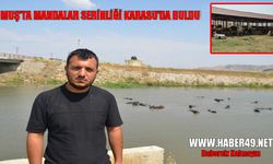 Muş Ovası’nda sıcaktan bunalan hayvanlar Karasu Nehri'nde serinliyor