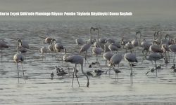 Van’ın Erçek Gölü’nde Flamingo Rüyası: Pembe Tüylerin Büyüleyici Dansı Başladı