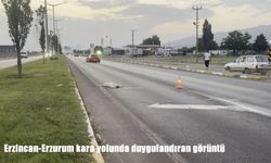 Erzincan-Erzurum kara yolunda duygulandıran an: Yaralı arkadaşını yalnız bırakmadı