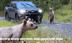 Nemrut’ta ayılarla yakın temas, doğal yaşamı tehdit ediyor