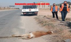 Hakkari Yüksekova’da Kamyonetin Çarptığı Buzağı Telef Oldu