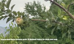 Yüzyılın donu meyve bahçelerini vurdu: 10 dönümden sadece bir çürük elma kaldı
