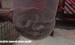 Elazığ’da binada engerek yılanı görüldü, itfaiye ekipleri müdahale etti