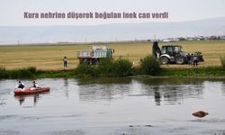 Ardahan’da Kura Nehrine düşen inek boğularak telef oldu