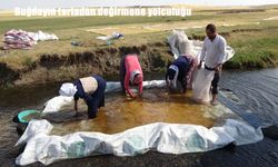 Buğdayın tarladan değirmene uzanan geleneksel yolcuğu Erzincan’da sürüyor