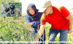 Yüksekova’da siyah domates üretimi ikinci yılında devam ediyor