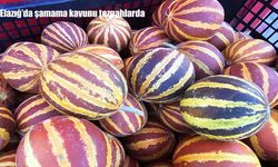 Elazığ’da şamama kavunu tezgahlarda yerini aldı