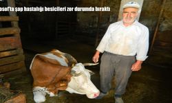 Posof’ta şap hastalığı yayılıyor: Besiciler zor durumda