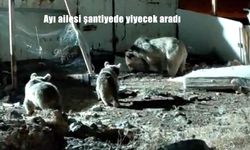 Hakkari Yüksekova’da Şantiyeye İnen Ayı Ailesi Nefes Kesti