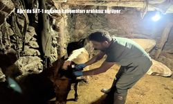 Ağrı’da SAT-1 Aşılama Çalışmalarıyla Şap Hastalığına Karşı Önlemler Aralıksız Devam Ediyor