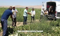 Van Tuşba’da Sıhke Kavunu Hasadı Başladı: Kendine Has Aromasıyla Talep Görüyor