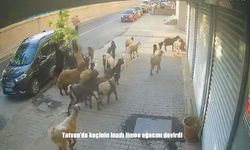 Tatvan’da İnatçı Keçi Limon Ağacını Devirdi