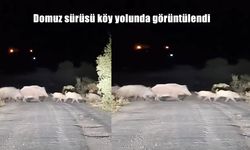 Elazığ Çevresinde Domuz Sürüsü Köy Yolunu Kapladı: Sürücü Zor Anlar Yaşadı