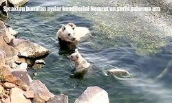 Nemrut Krater Gölü’nde ayıların serinleme keyfi kamerada