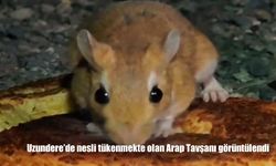 Uzundere’de nesli tükenmekte olan Arap Tavşanı görüntülendi