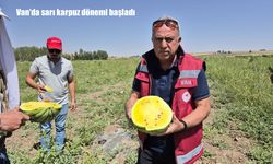 Van’da sarı karpuz hasadı başladı