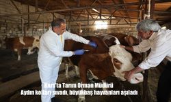 Kars’ta Tarım ve Orman Müdürü Aydın Büyükbaş Hayvanları Bizzat Aşıladı