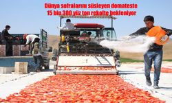 Elazığ’dan Dünya Sofralarına: Kurutmalık Domateste 15 Bin 300 Ton Rekolte Bekleniyor