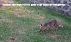Erzurum’da Kadınlar, Yanlarına Gelen Tilkiye Kadayıf Dolması Yedirdi