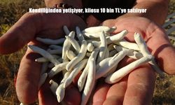 Kilosu 10 Bin TL’ye Satılıyor Altınla Yarışıyor