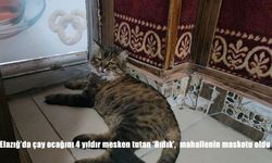 Elazığ’da Çay Ocağının Vazgeçilmezi ‘Bıdık’ Kedi, Mahallenin Maskotu Oldu
