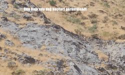 Cilo Dağı’nda Koruma Altındaki Dağ Keçileri Objektiflere Yansıdı